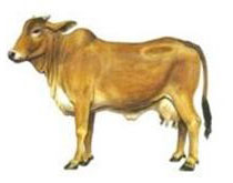 cow-farming-798952