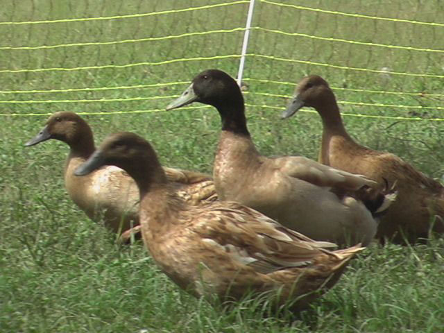 duck-farming-798960